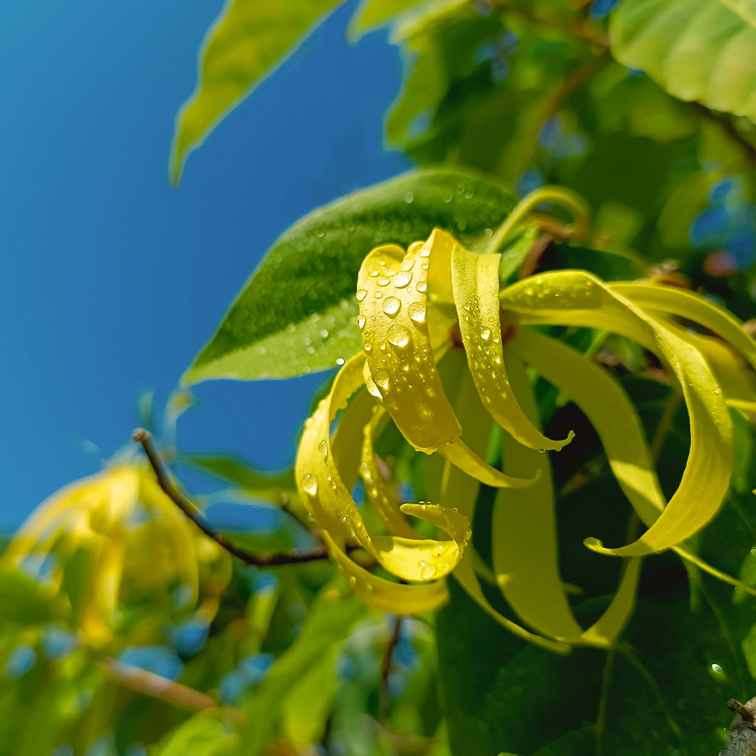 Scarlet Flame - Parfum unisexe luxury - 146U