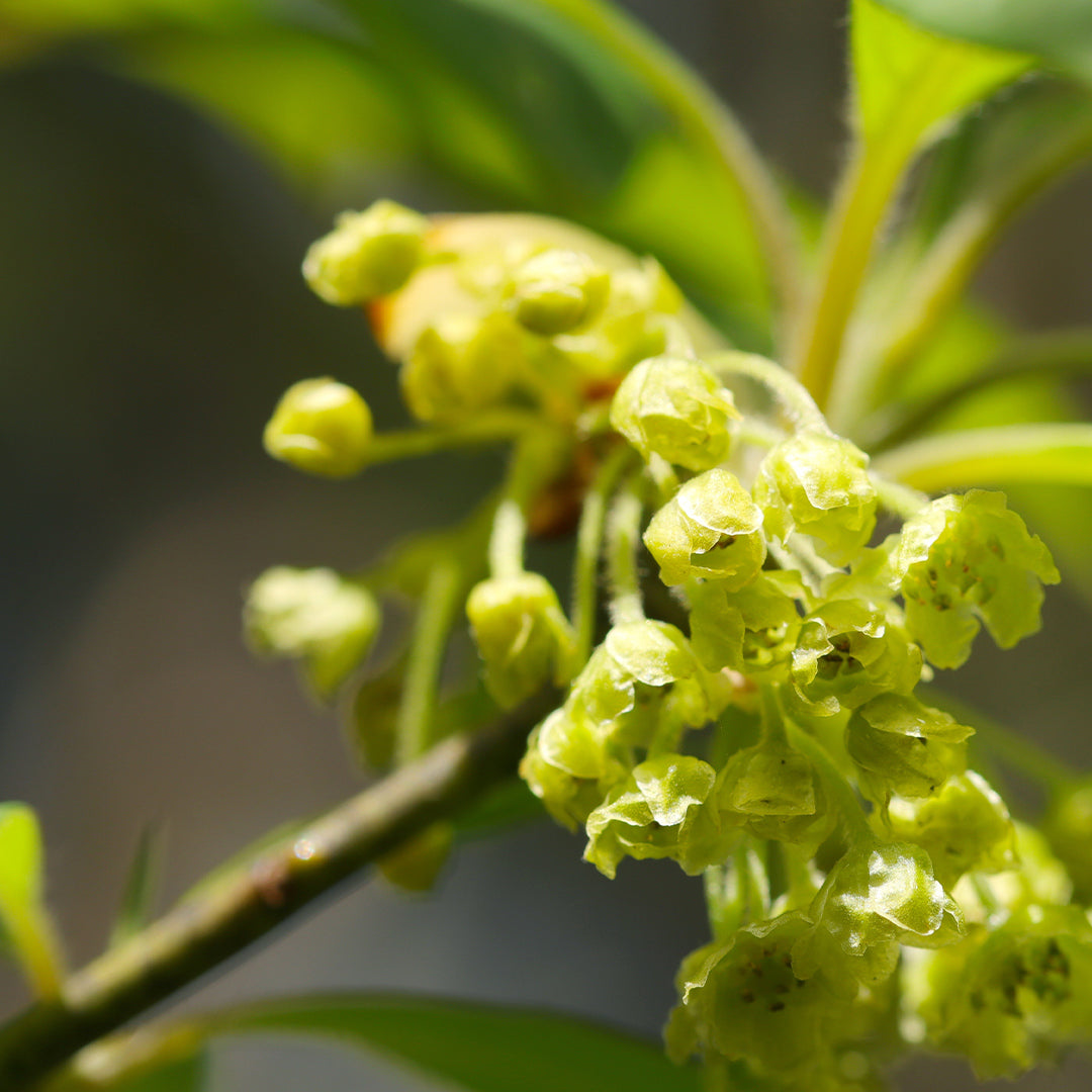 Eternal Love For Her - Parfum Femme