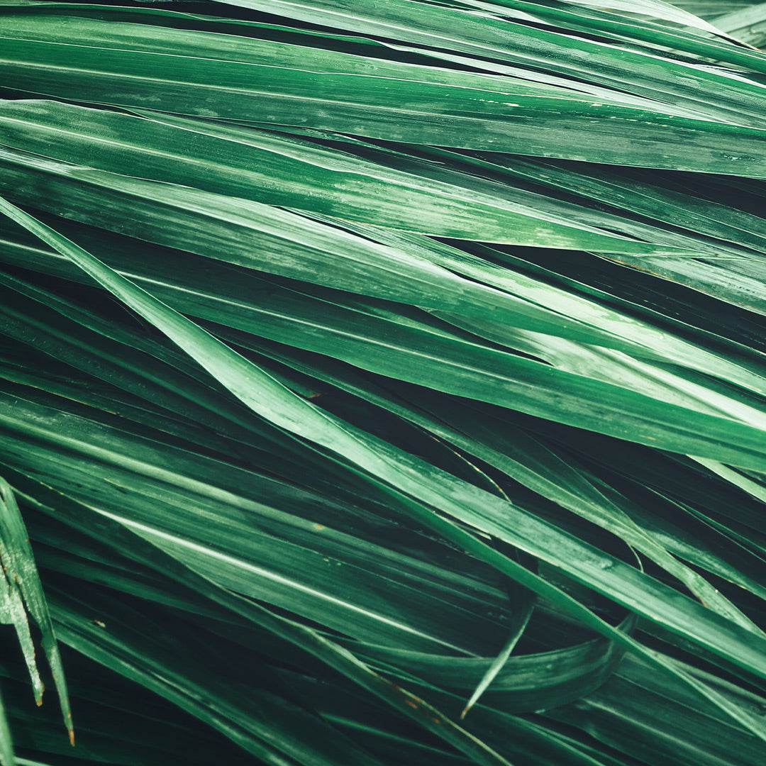 Eternal Love For Him - Parfum pour Homme