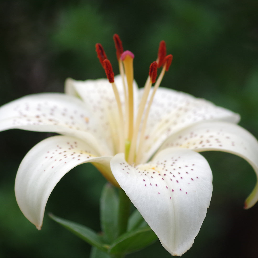 Scarlet Flame - Parfum unisexe luxury - 146U