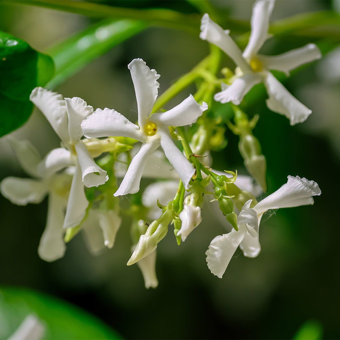 Eternal Love For Her - Parfum Femme