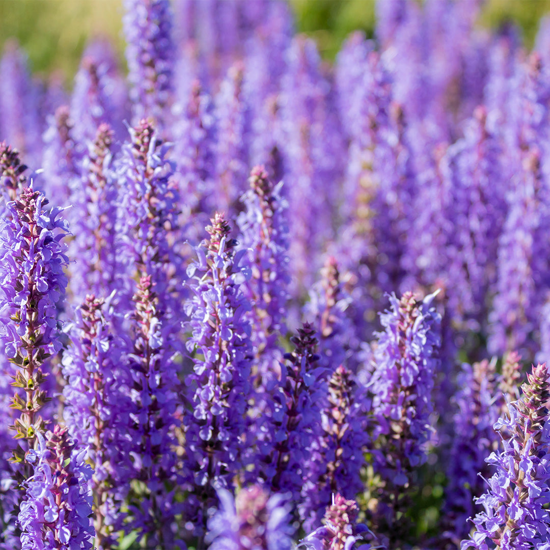 Eternal Love For Him - Parfum pour Homme