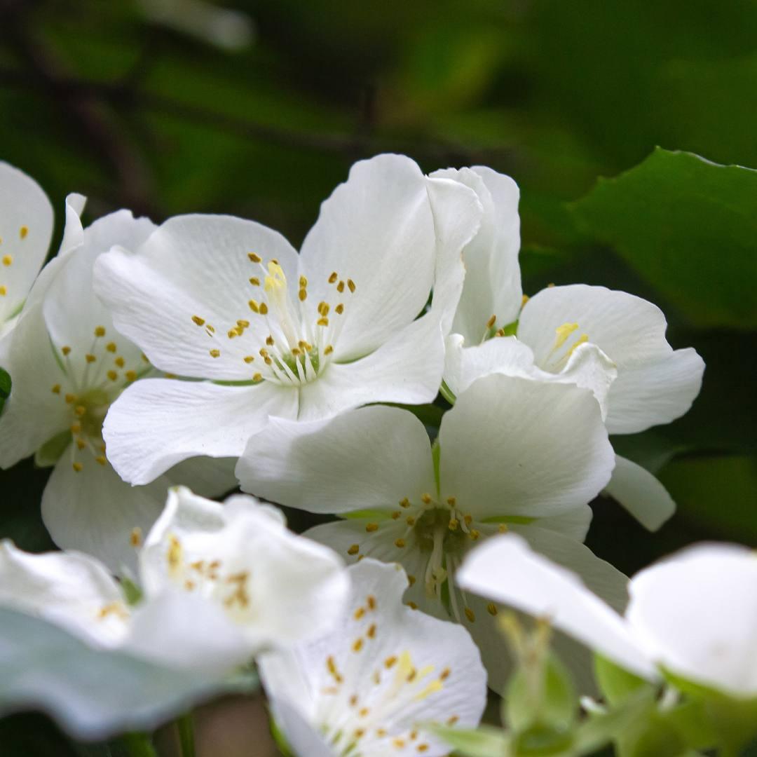 Blooming Skin – Parfum Femme | Olfazeta 163