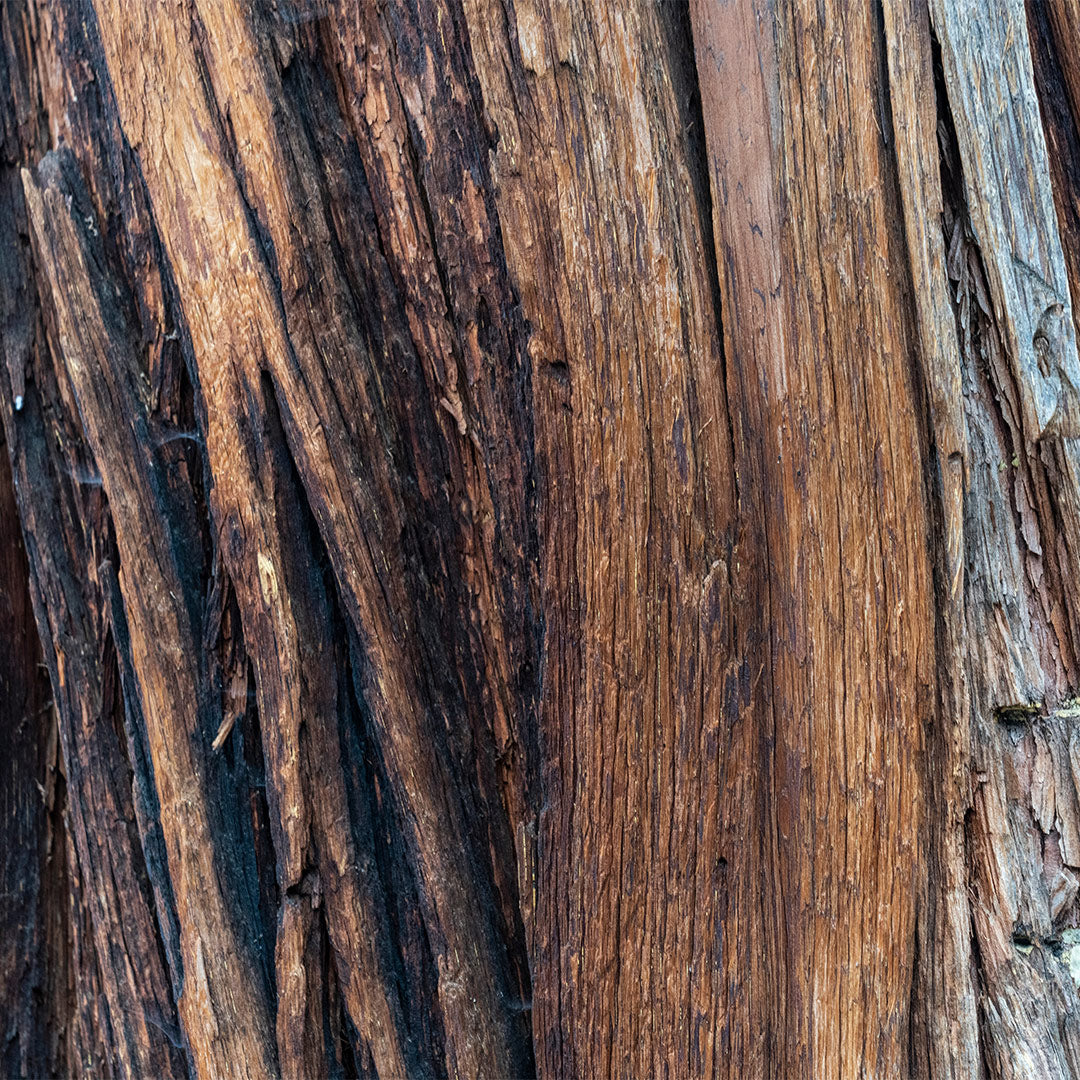 Dark Nectar – Parfum Homme - 147M