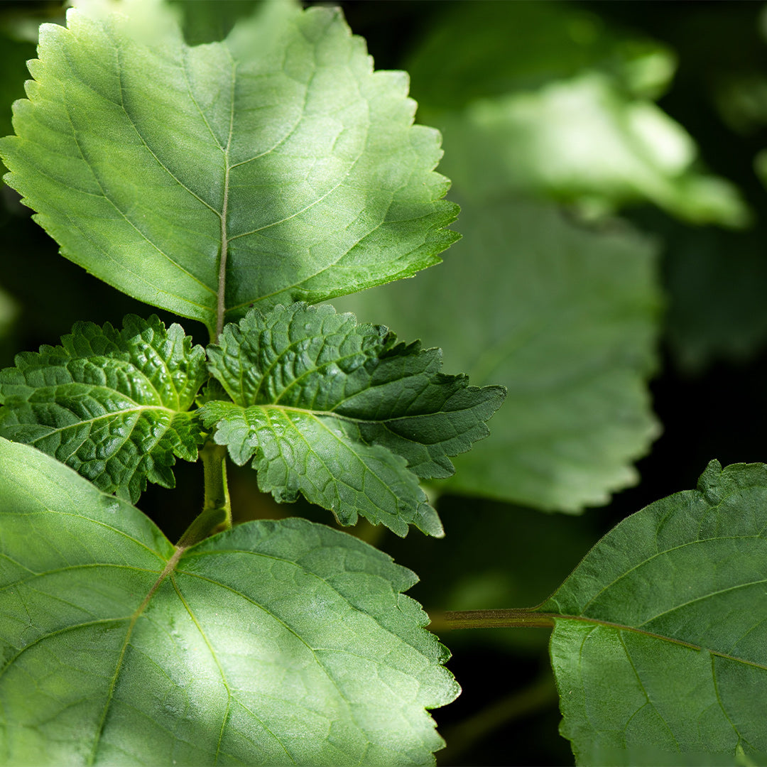 Dark Nectar – Parfum Homme - 147M